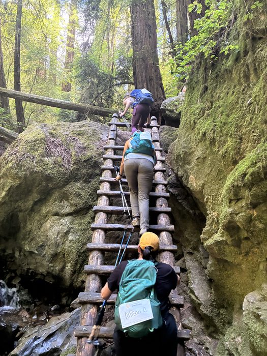 Hikers climbing a wooden ladder on a redwood trail