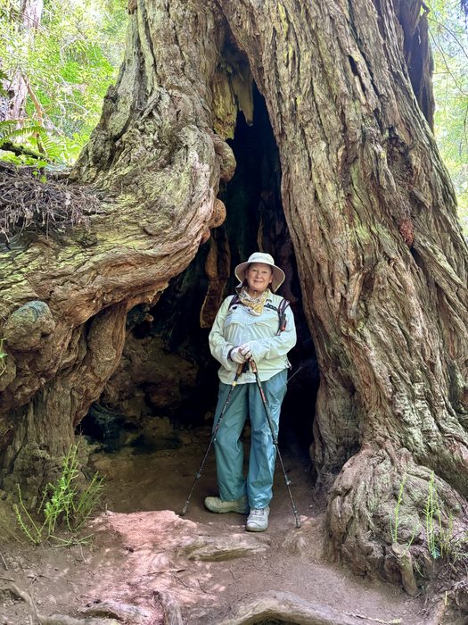 A hiker standing inside a hollow redwood tree