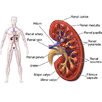 Kidney Tests