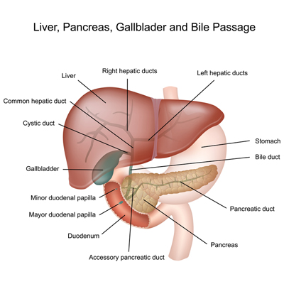 Liver, Pancreas and Gallbladder Anatomy