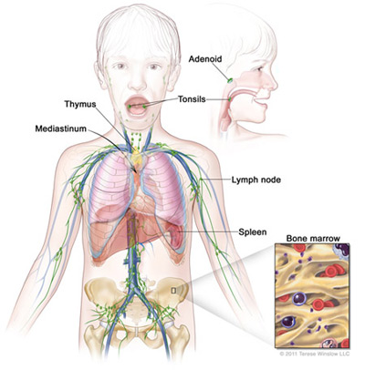Lymphoma & Lymphoid System