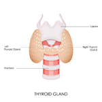 Thyroid