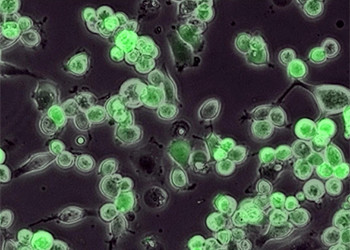 Using a Deadly Virus to Kill Cancer: Scientists Experiment with New Treatment